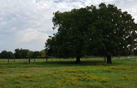 Denton County Land